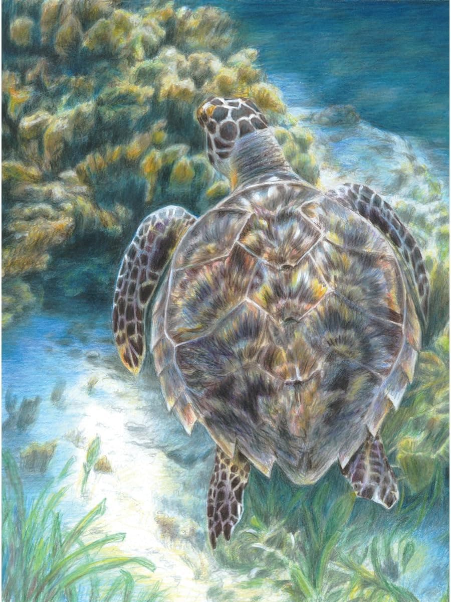 Royal Brush Color Pencil by Number Kit, 8.75 by 11.75-Inch, Sea Turtle