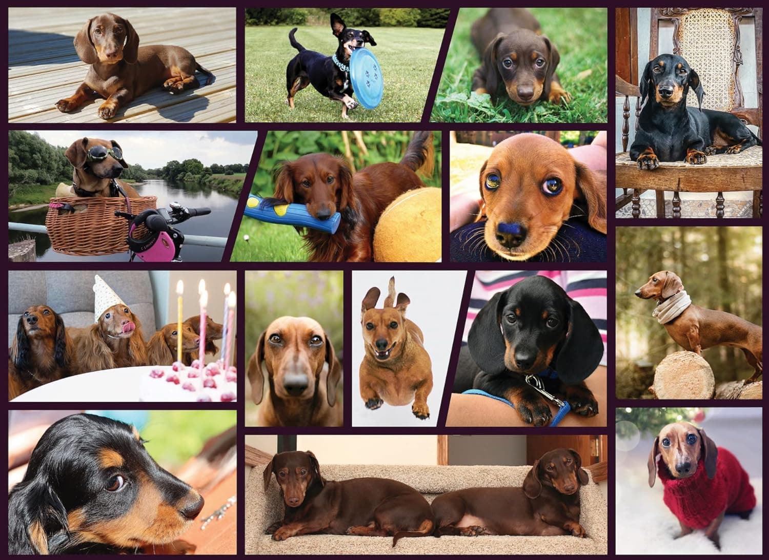 Dachshund Dogs Jigsaw Puzzle for Dachshund Lover, Doxie Dad & Doxie Mama, Fun Dog Puzzle for Dachshund Jigsaw Puzzles Lover (1000 Piece Puzzle)