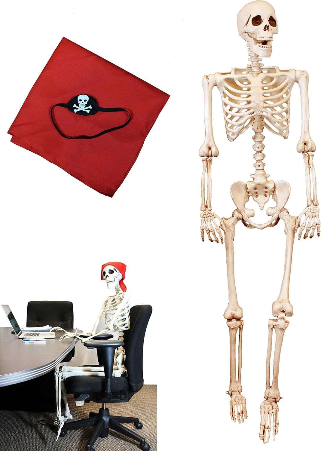 JOYIN 5 ft Pose-N-Stay Life Size Skeleton Full Body Realistic Human Bones with Posable Joints for Halloween Pose Skeleton Prop Decoration