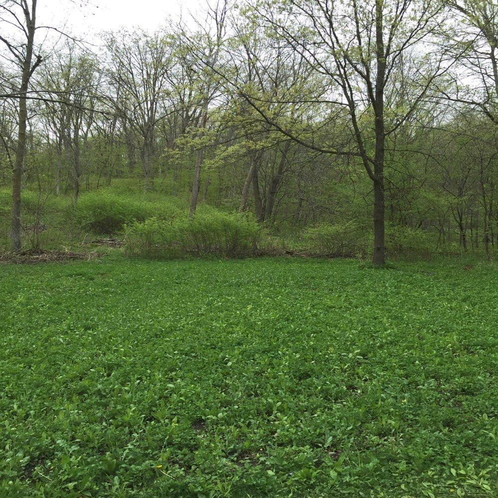 Antler King Game Changer Clover Mix
