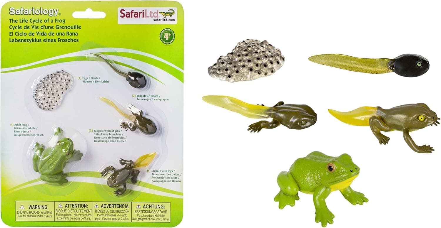 Safari Ltd Life Cycle of a Frog