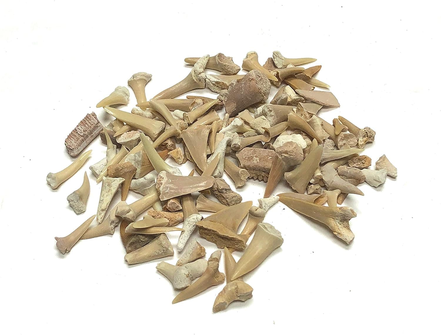 Zentron Crystal Collection Sand Shark Teeth Pack Fossils Real Natural (1/2 Pound)
