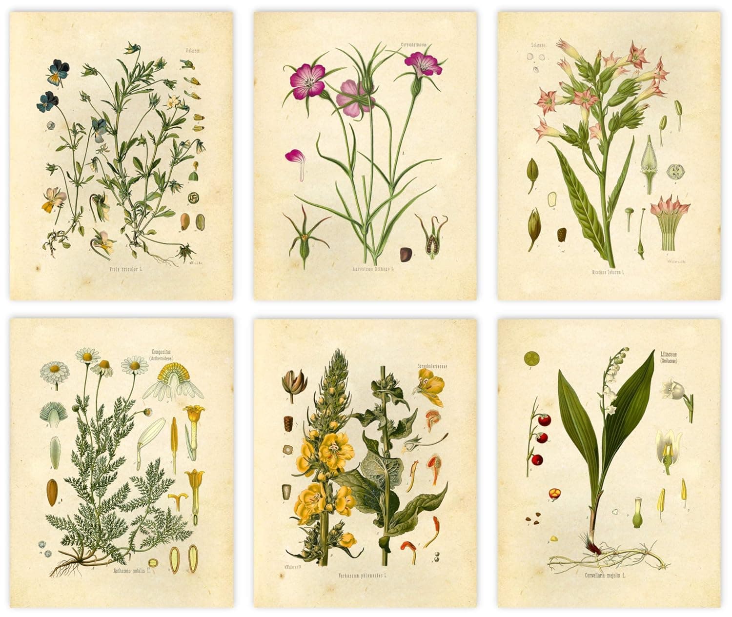 HUPZUND Vintage Botanical Prints | Wildflower Wall Art by Ink Inc. | Boho Home Decor | Farmhouse Design | Set of 6 8x10 Unframed c14