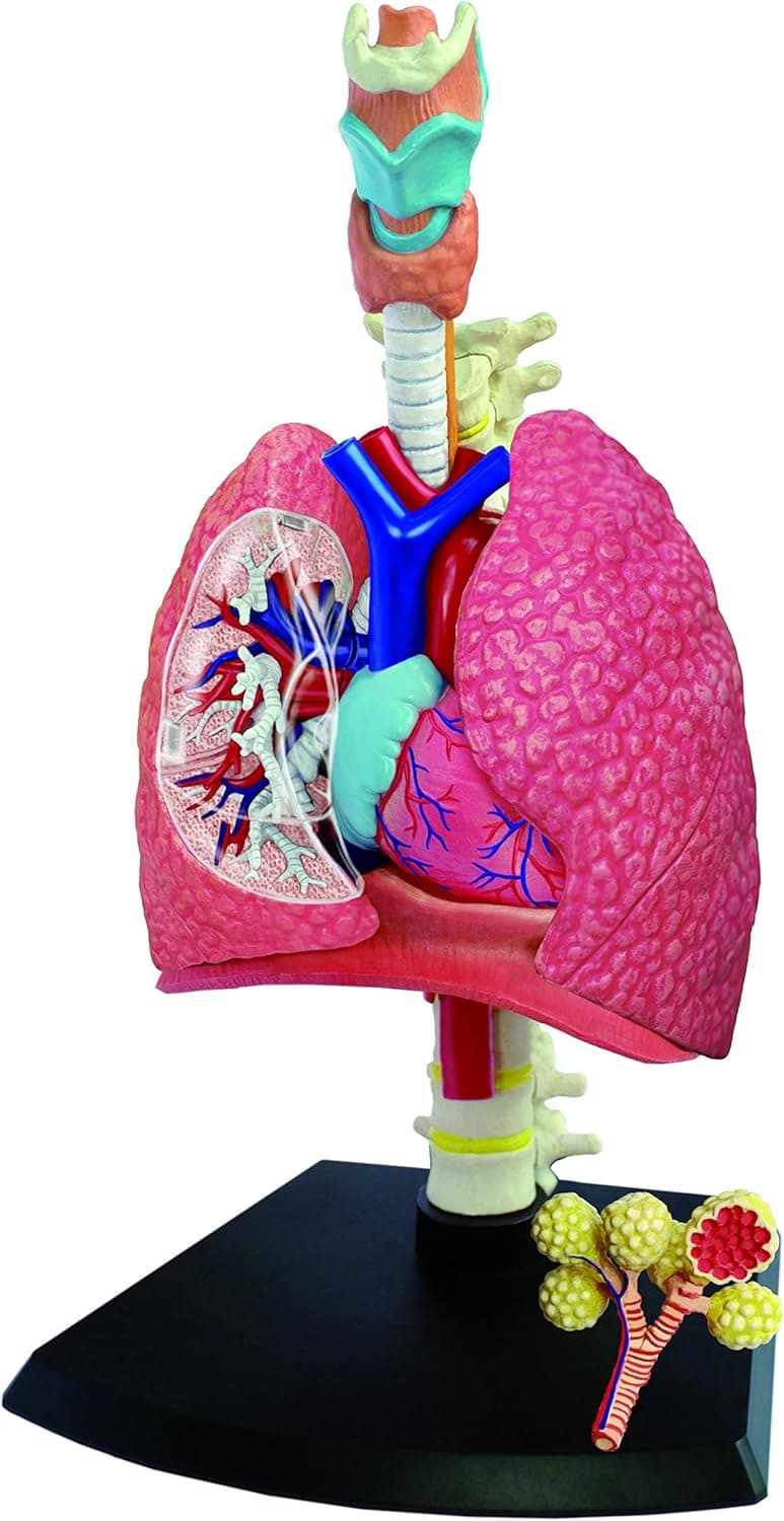 Respiratory System Anatomy Model - Build your Own!