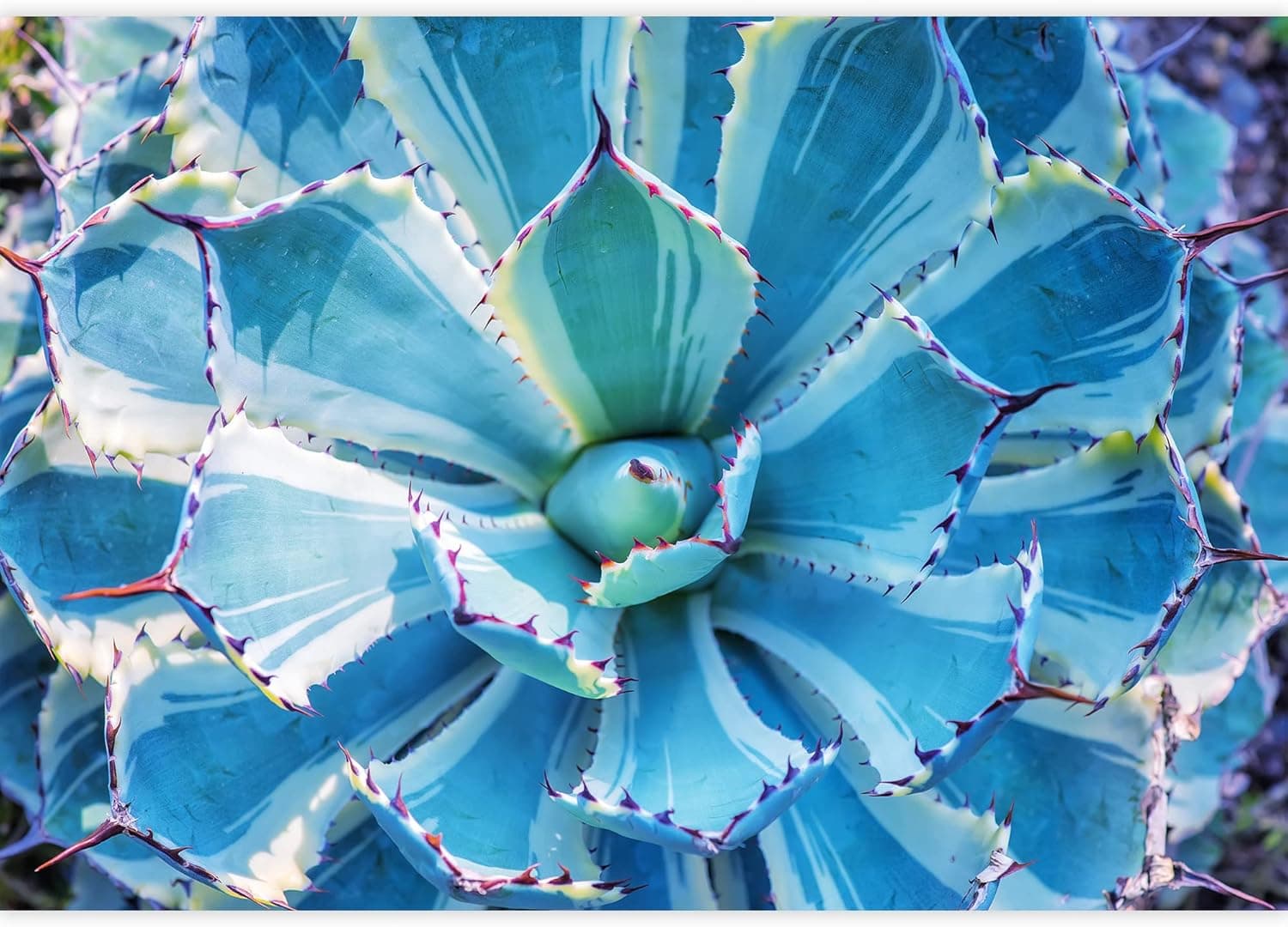 wall26 - Sharp Pointed Agave Plant Leaves - Removable Wall Mural | Self-Adhesive Large Wallpaper - 100x144 inches