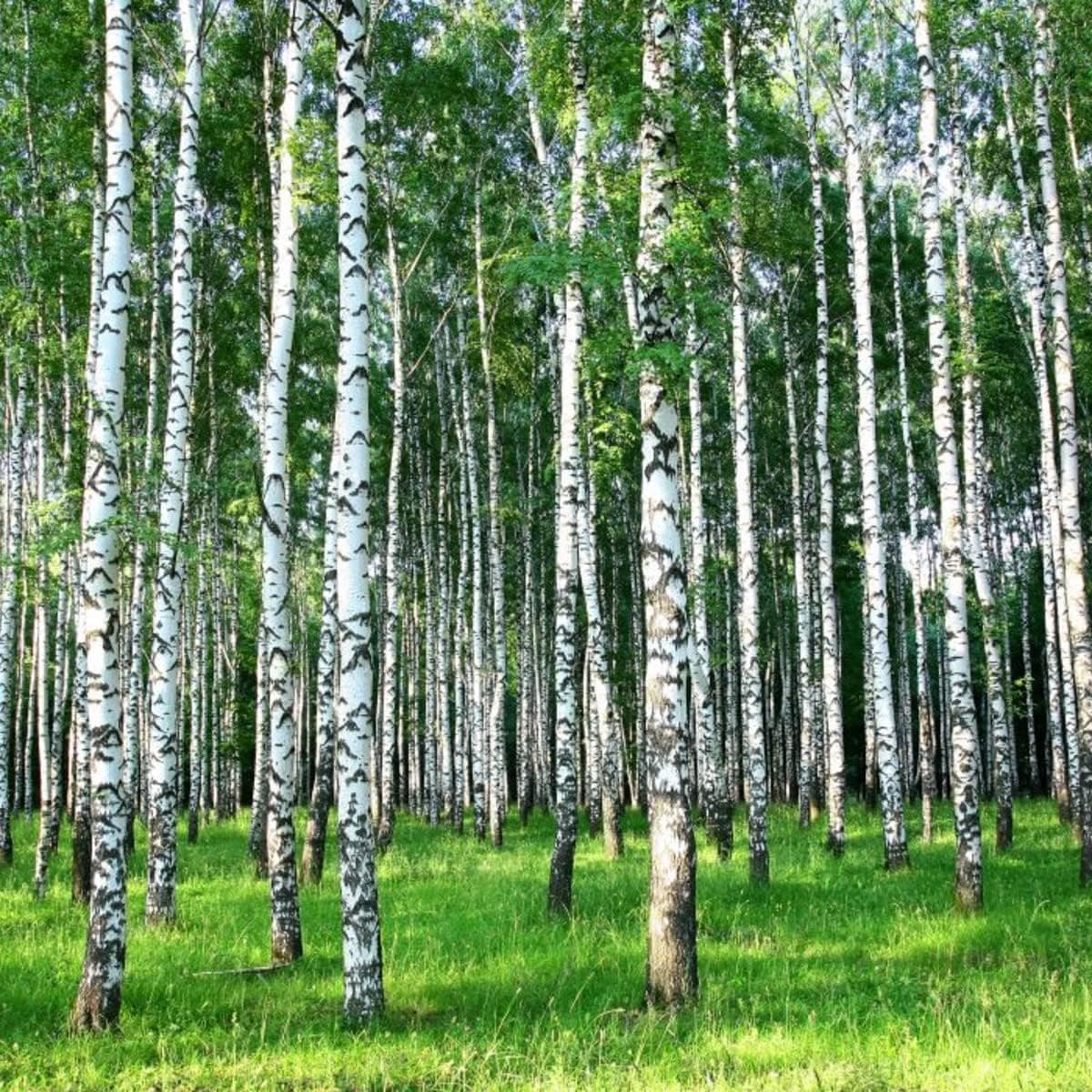 Windowpix 24x24 Inch Decorative Static Cling Window Film Sunlit Forest Trees Printed on Clear for Window Glass Panels. UV Protection, Energy Saving.