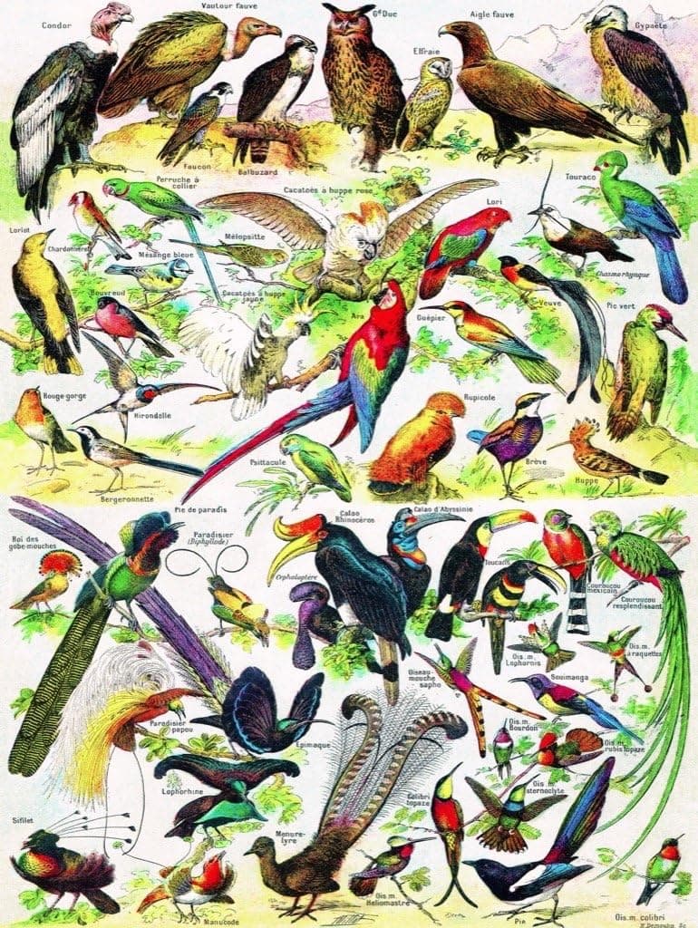 New York Puzzle Company - Vintage Images Birds ~ Oiseaux - 1000 Piece Jigsaw Puzzle