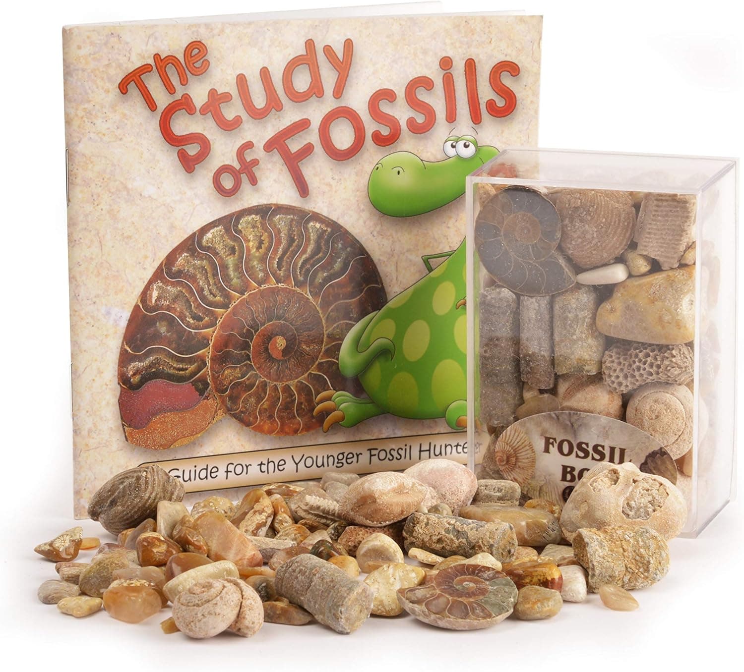 Fossil Box with Study of Fossils Booklet by Fossil Gift Shop