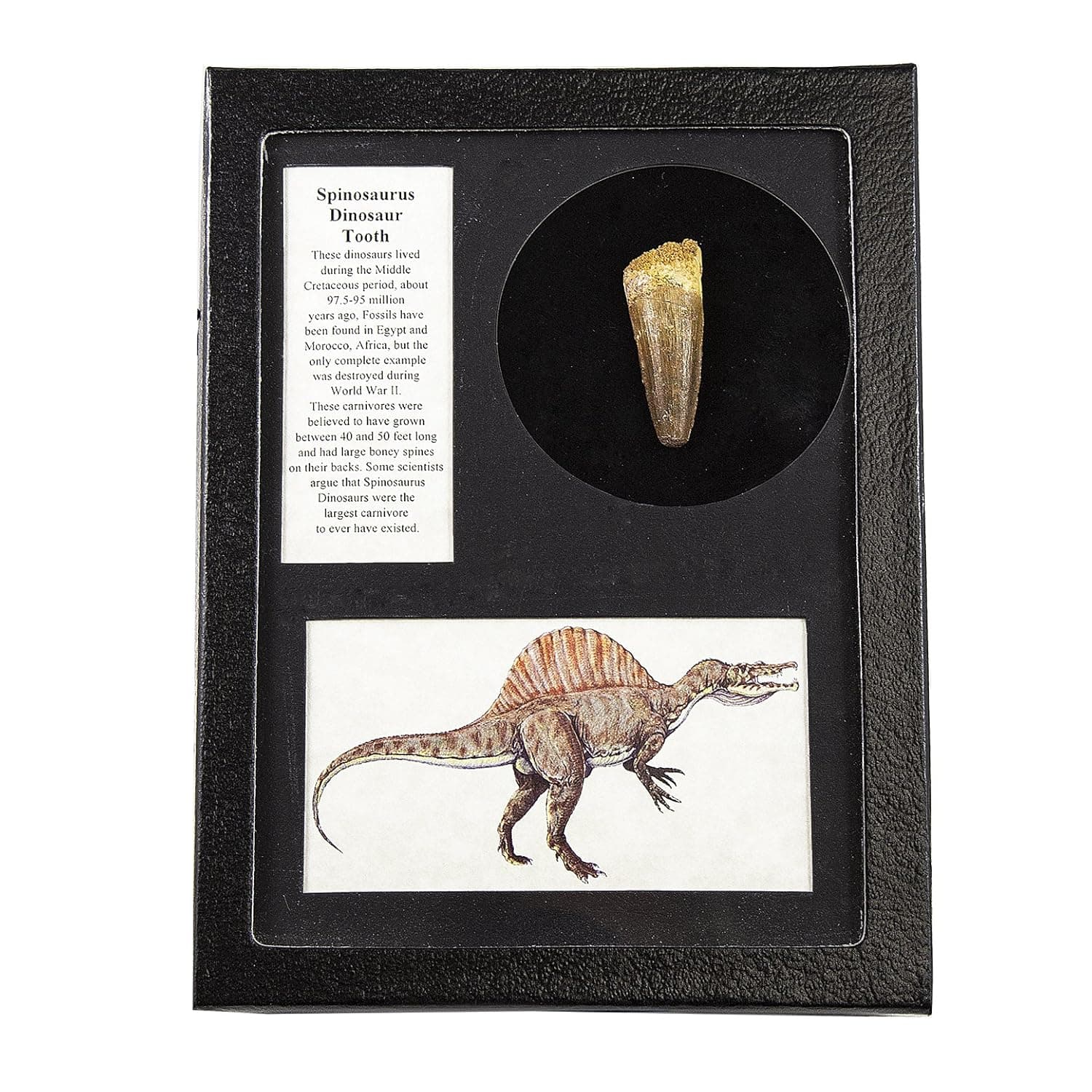 Museum Quality Spinosaurus Tooth in Riker Display Case - Genuine Dinosaur Tooth from The Cretaceous Period - A-Grade Dinosaur Fossils