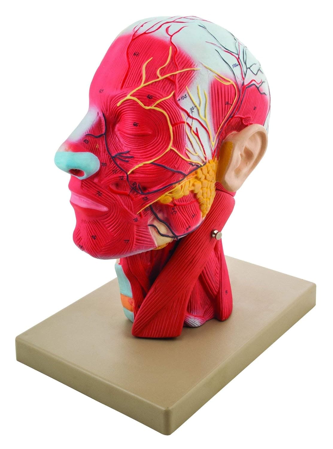 Eisco Labs Model, Human Head, Cross sectional, Neck, Life Size, Cranium