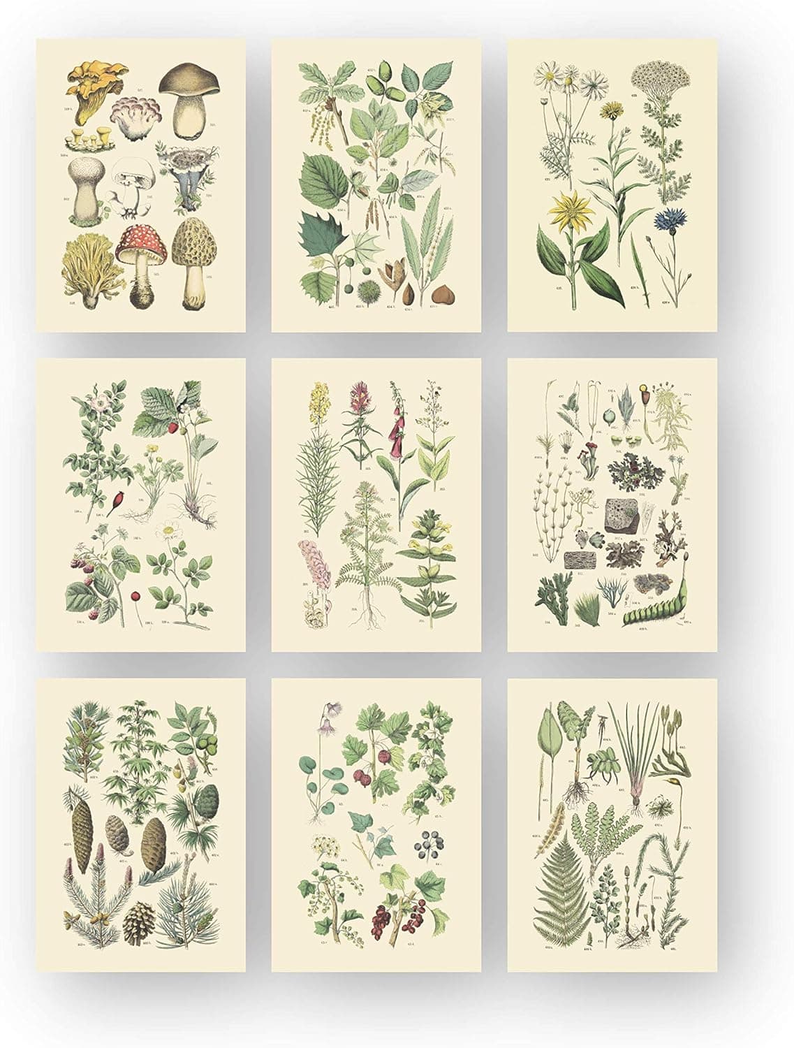 Vintage Botanical Prints | Woodland Plants by Ink Inc. | Wildflower Mushrooms Fern Trees Berries Wall Art | Set of 9 5"x7" Unframed