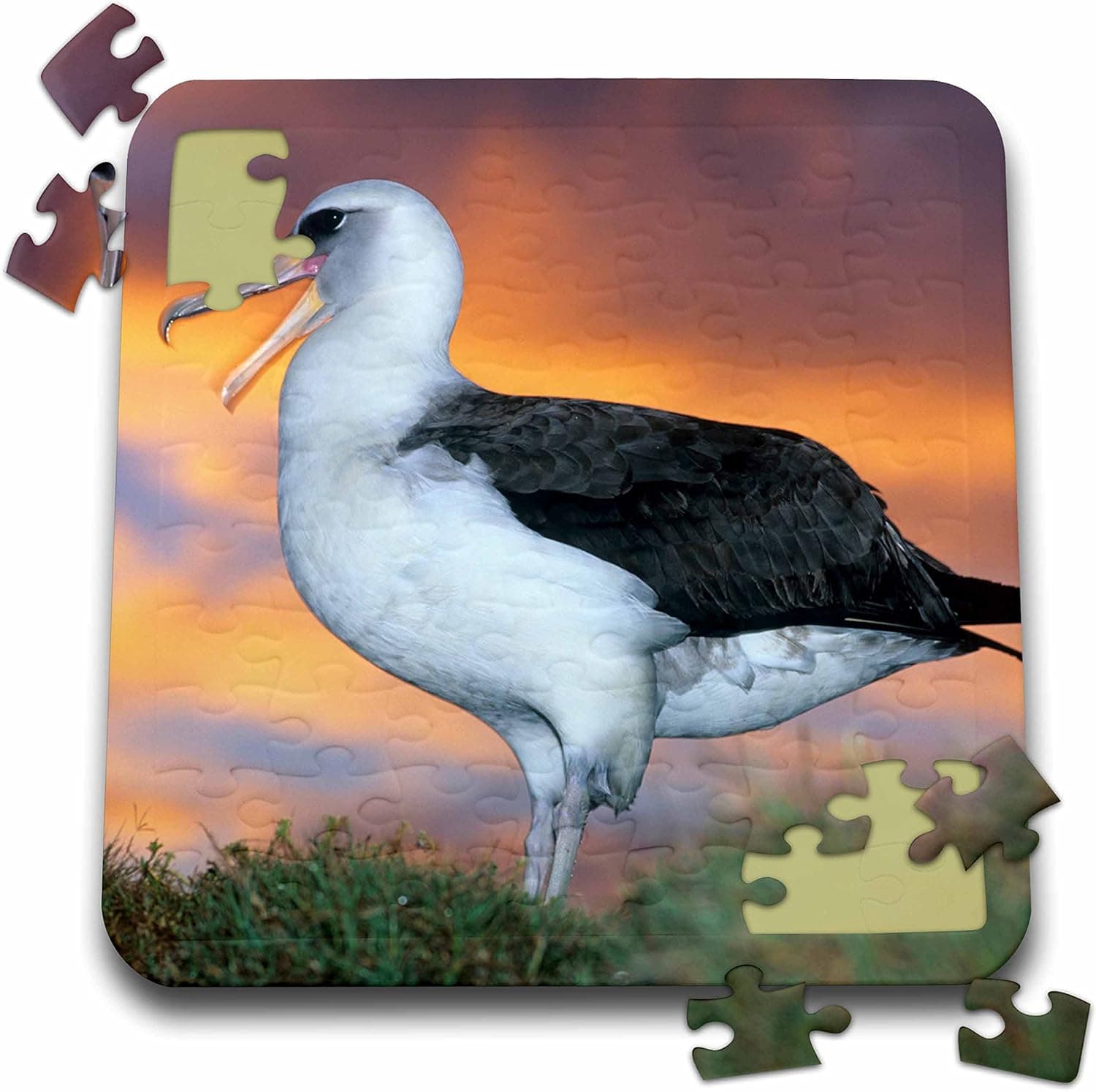 3dRose NW Hawaiian Midway Atoll, Laysan Albatross Bird - US12 KSC0018 - Kevin Schafer - Puzzle, 10 by 10-inch (pzl_89810_2)