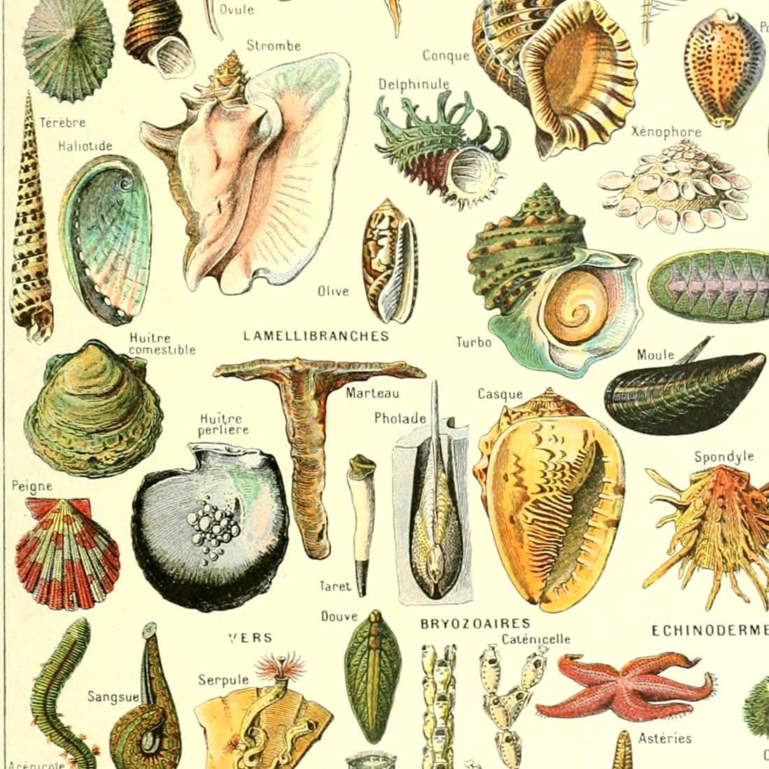 Meishe Art Seashell Poster Print Sea Creature Marine Life Collection Vintage Home Wall Decor Illustration Identification Reference Chart (15.75'' x 23.62'')