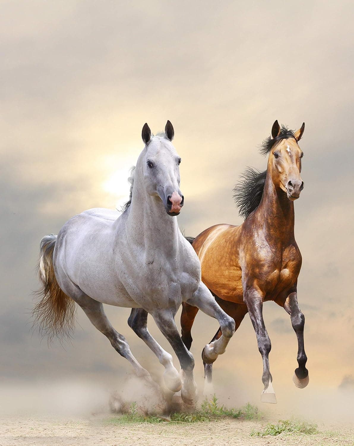 Cortesi Home Wild & Free Tempered Glass Wall Art, 24" x 24"