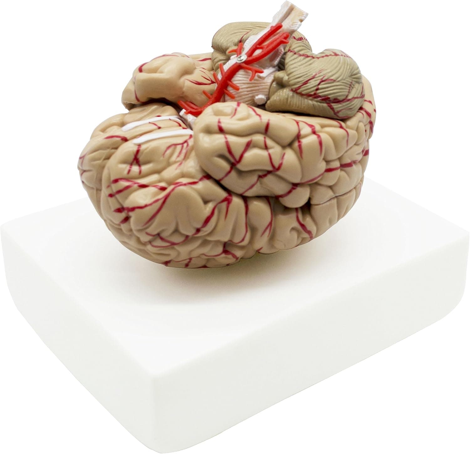 MAYMII Budget Brain with Arteries Model Medical Anatomical Brain Model, 9 Parts