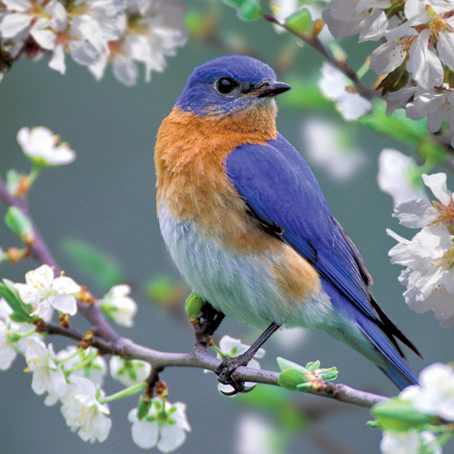 Audubon: Bluebird Blossoms 500pc Jigsaw Puzzle