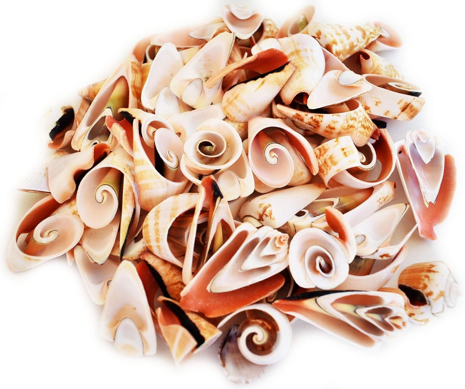 1 Lb Multi Cut Strawberry Strombus Shells Seashells 2" Beautiful Beach Wedding Crafts Decor VAse Fill