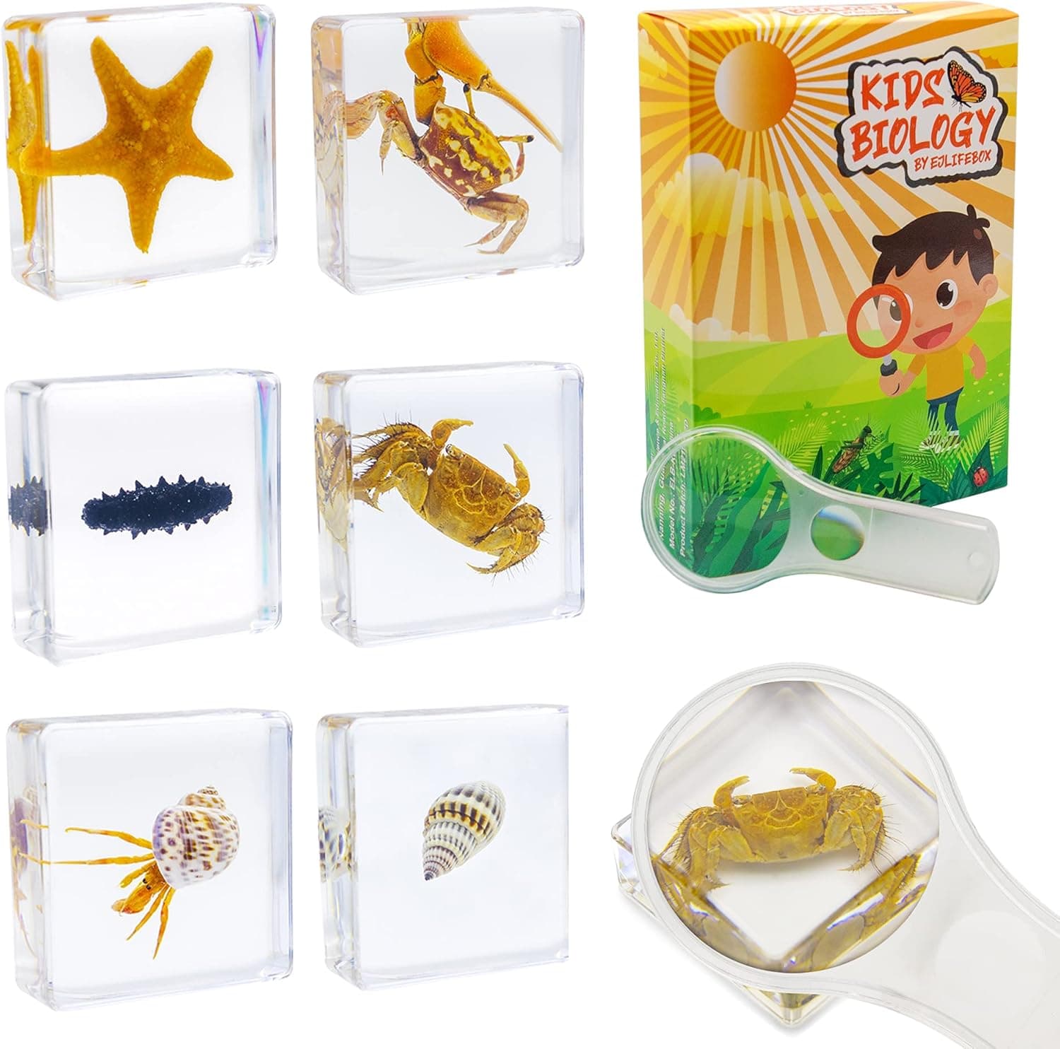 EJLIFEBOX 6 PCS Marine Life Specimen Set,Hermit Crab,Fiddler Crab,Starfish,Nassariidae,Sea Cucumber, Chiromantes Dehaani Resin Collection Science Toys