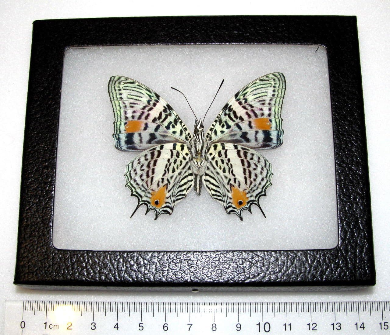 BicBugs Baeotus amazonicus Verso Real Framed Butterfly Leopard Spotted Peru
