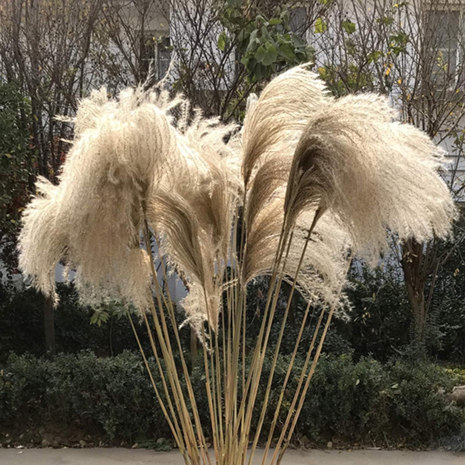 Tall Natural Dried Pampas Grass 50 Stems 48" Reed Grass for Flower Arrangements Wedding Home Boho Decor