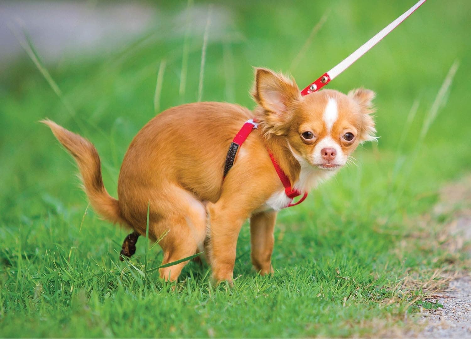Pooping Chihuahua 1000 Piece Puzzle for Adults - Funny Puzzle Pranks for Adults, Dog Lovers & Owners. Dog Pooping Puzzle, Pooping Puppy Prank Puzzle for Laughs & Fun