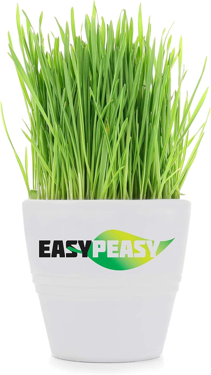 Wheatgrass Seeds, Five Pound, Cat Grass Seeds, Non-GMO, Organic, 5LB