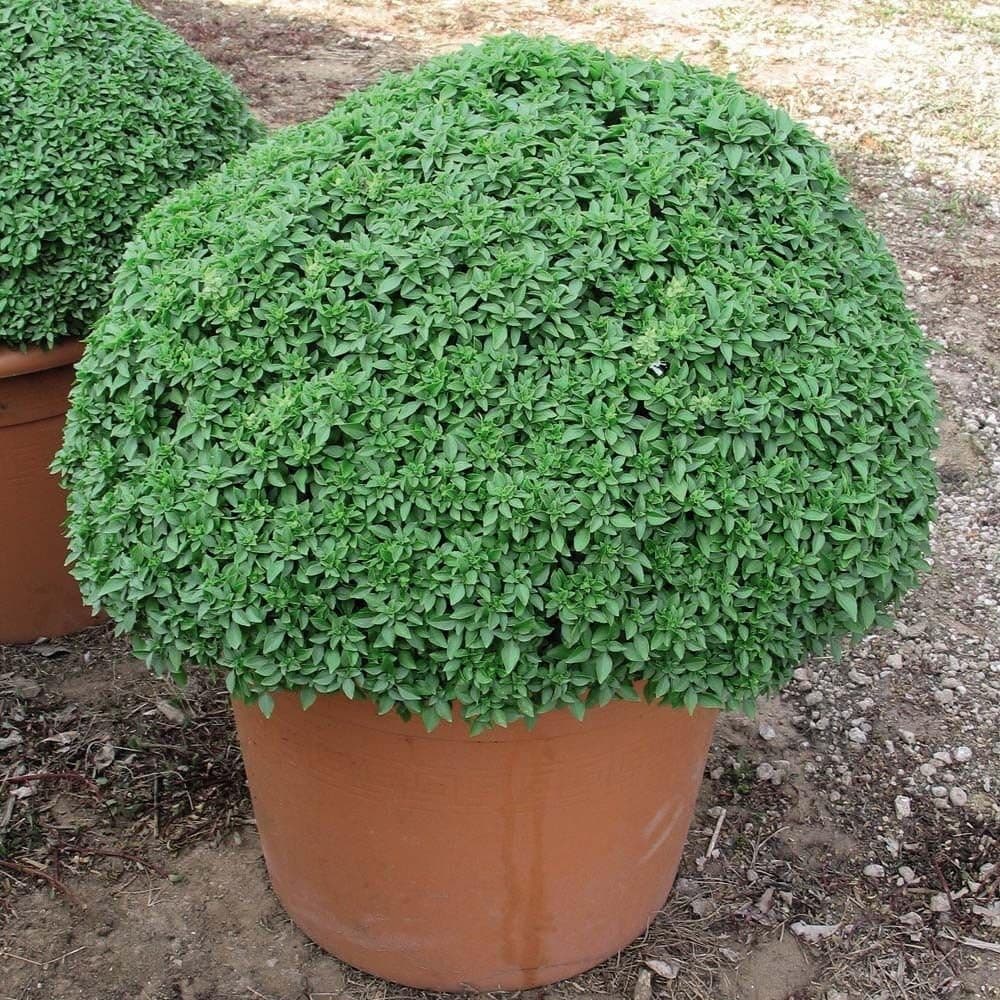 Dwarf Greek Basil Seeds * 6-12 Inches * Dwarf * Pungent Leaves * 50 Count seeds/ Pkt. *