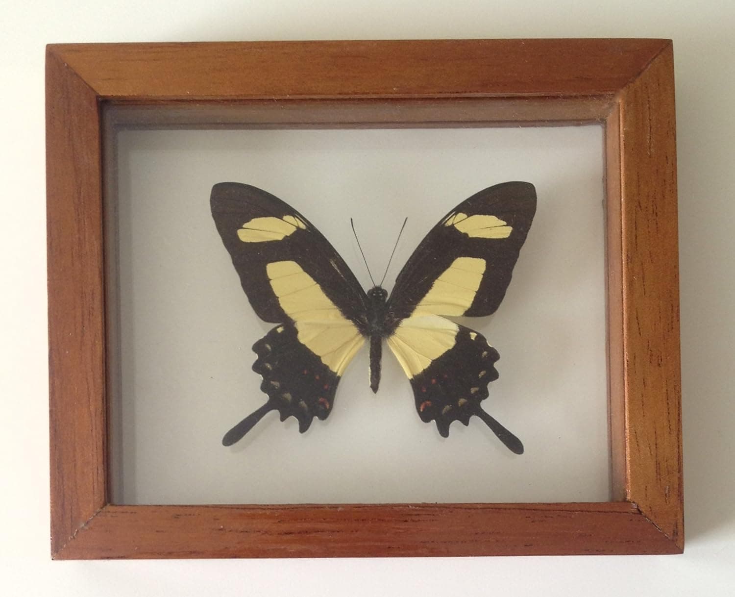 Mounted Yellow Swallowtail Butterfly Framed in Double Glass