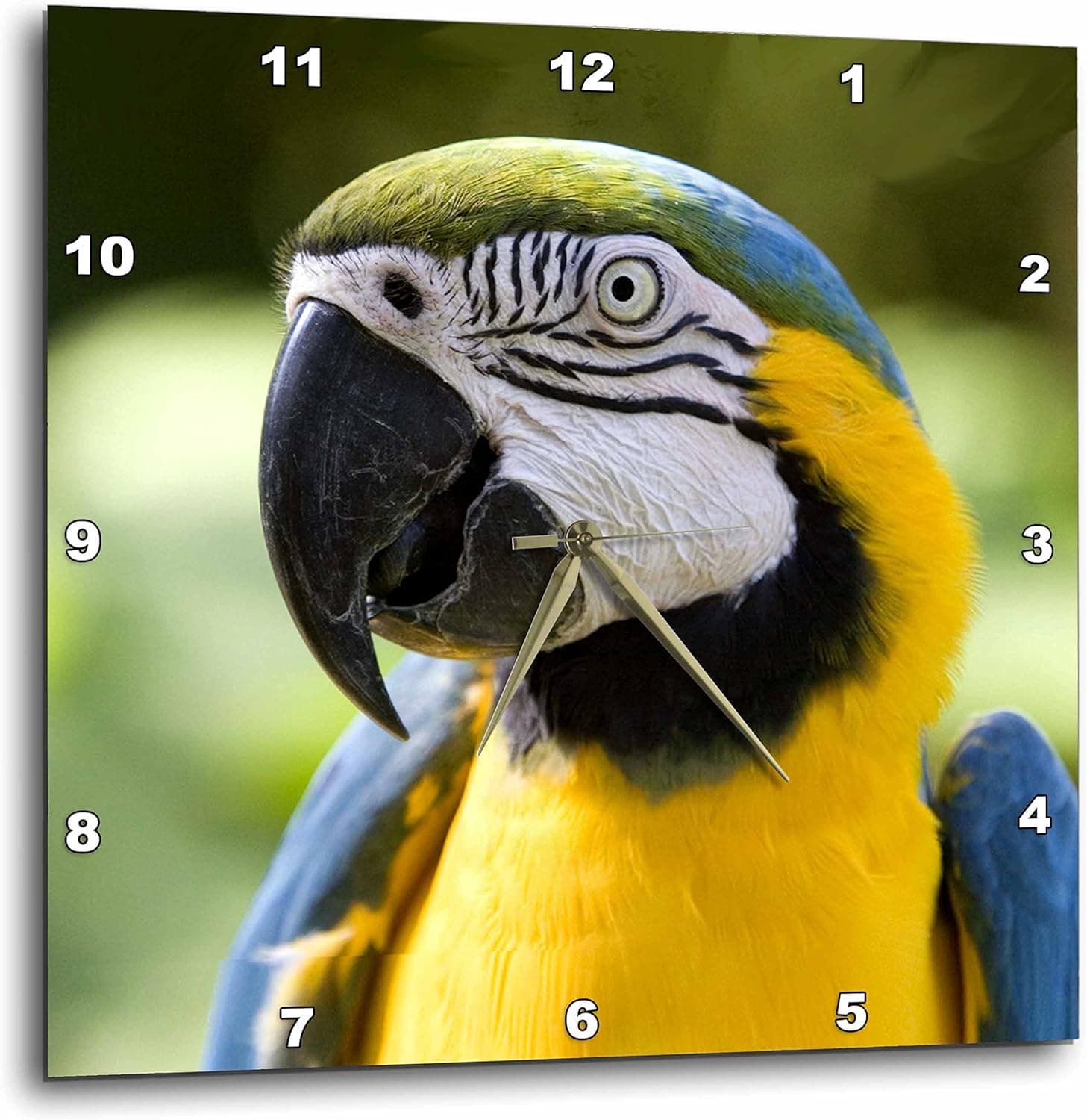 3dRose Parrot Wall Clock, 10 by 10-Inch