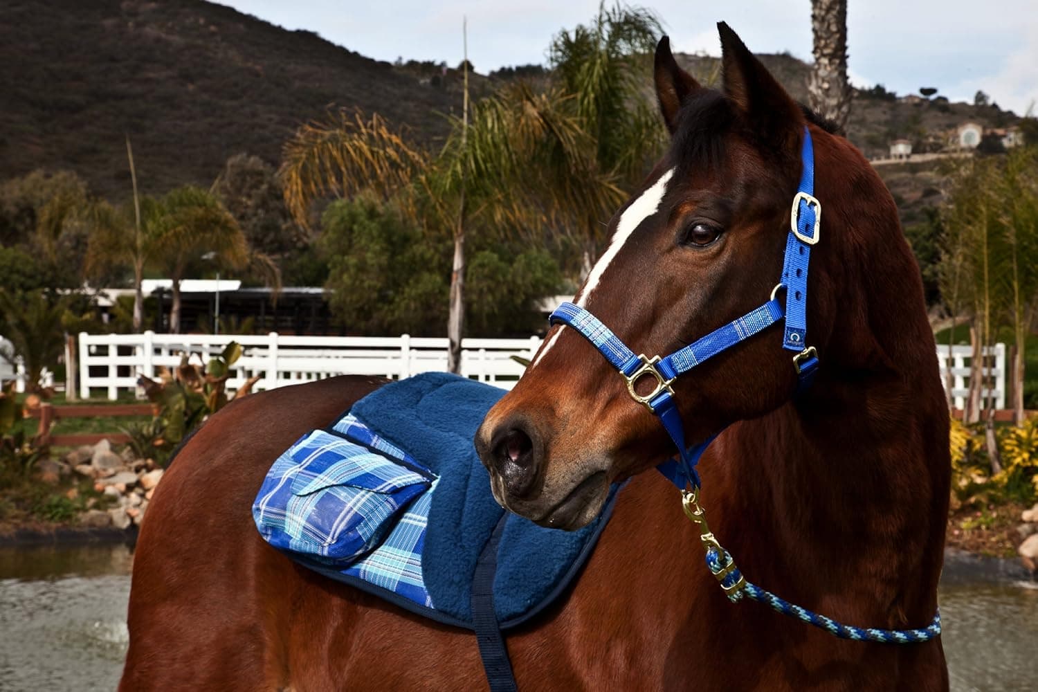 Kensington Halter Set with Matching Lead Rope — Padded Nose for Comfort and Throat Snap for Easy Haltering — Coordinating Poly Lead Rope is 9.5’ x 5/8”