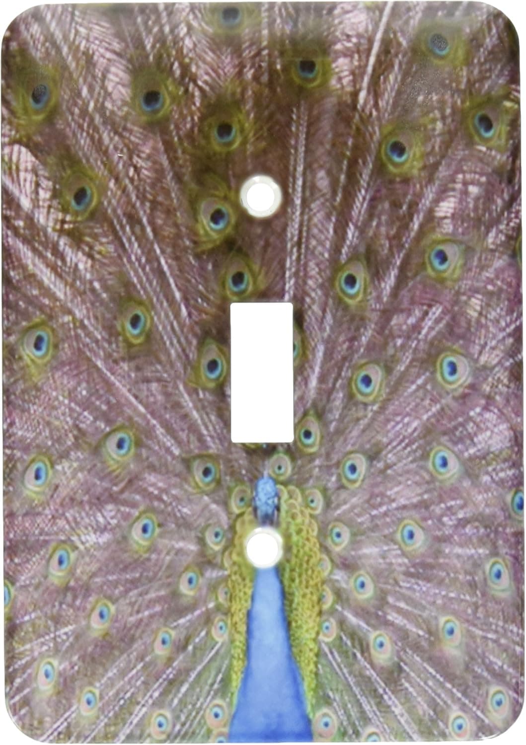 3dRose LLC lsp_11552_1 Peacock Showing Off His Feathers Single Toggle Switch