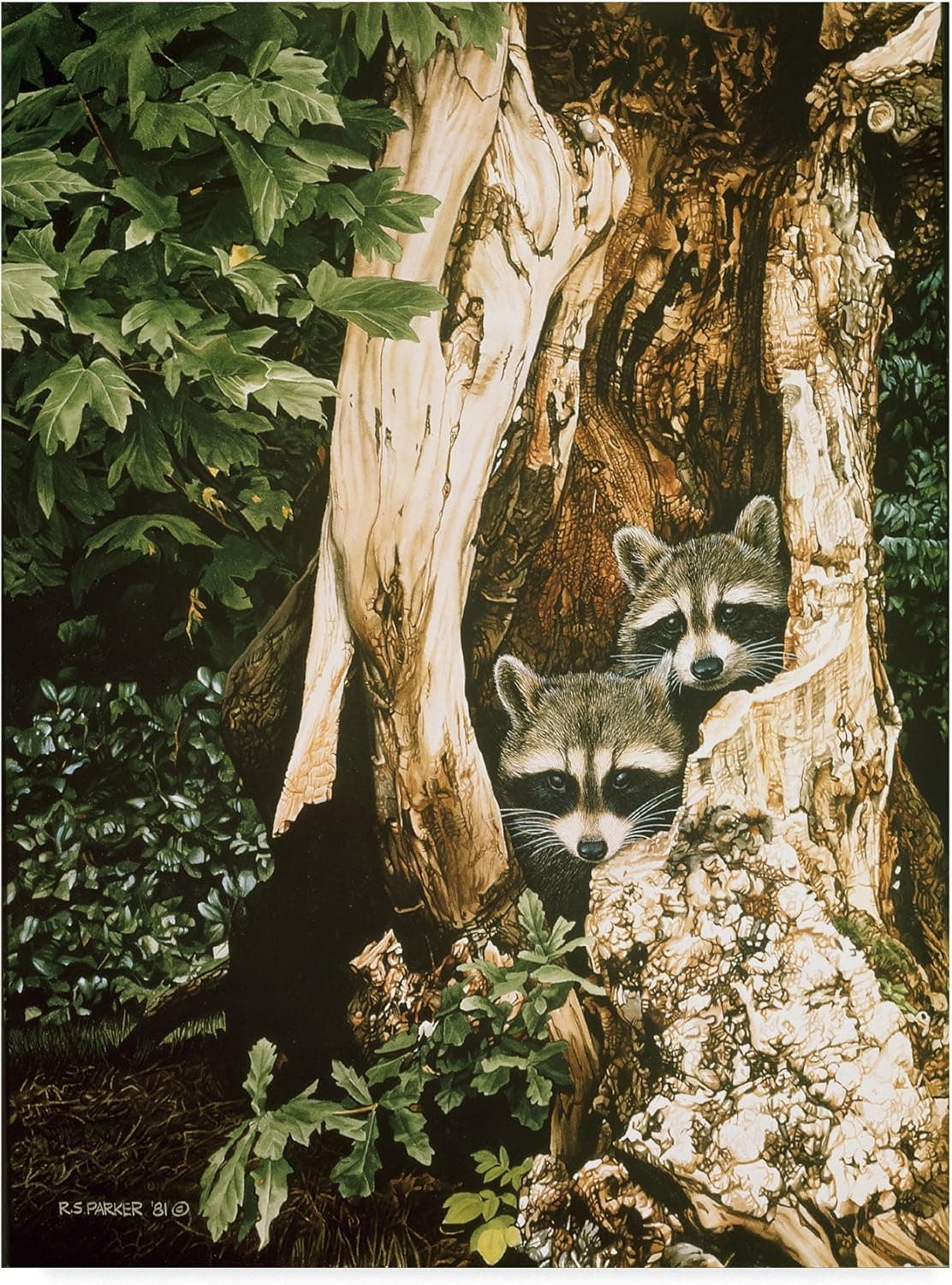 Raccoon Pair by Ron Parker, 14x19-Inch
