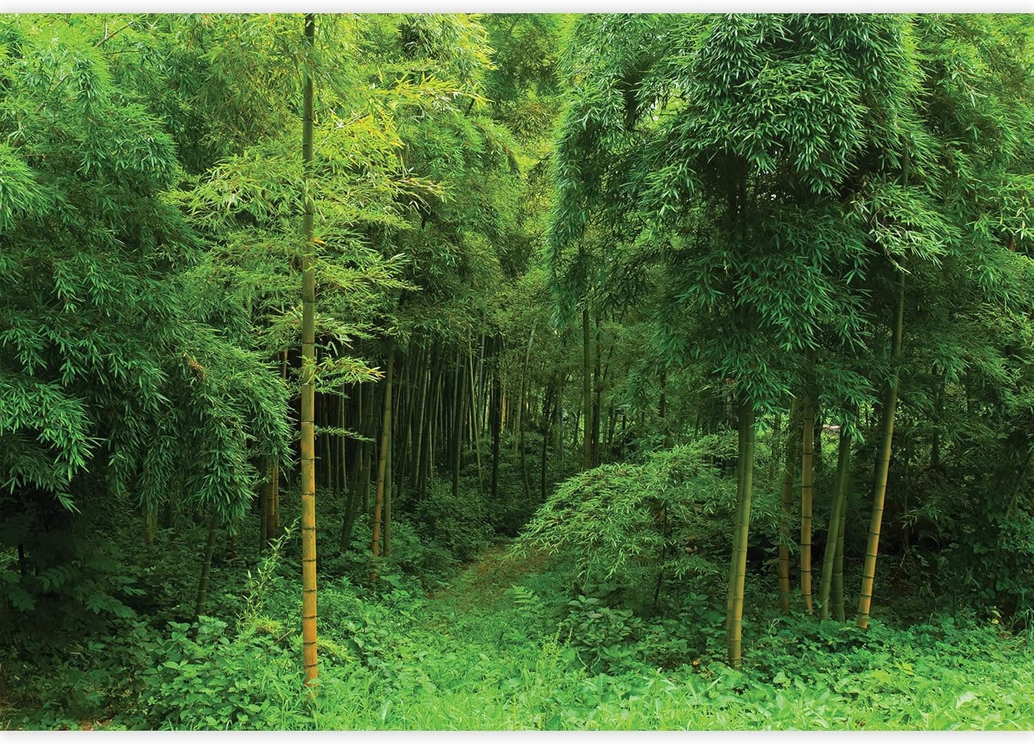 Wall26 - Hidden Path in a Bamboo Forest - Wall Mural, Removable Sticker, Home Decor - 66x96 inches