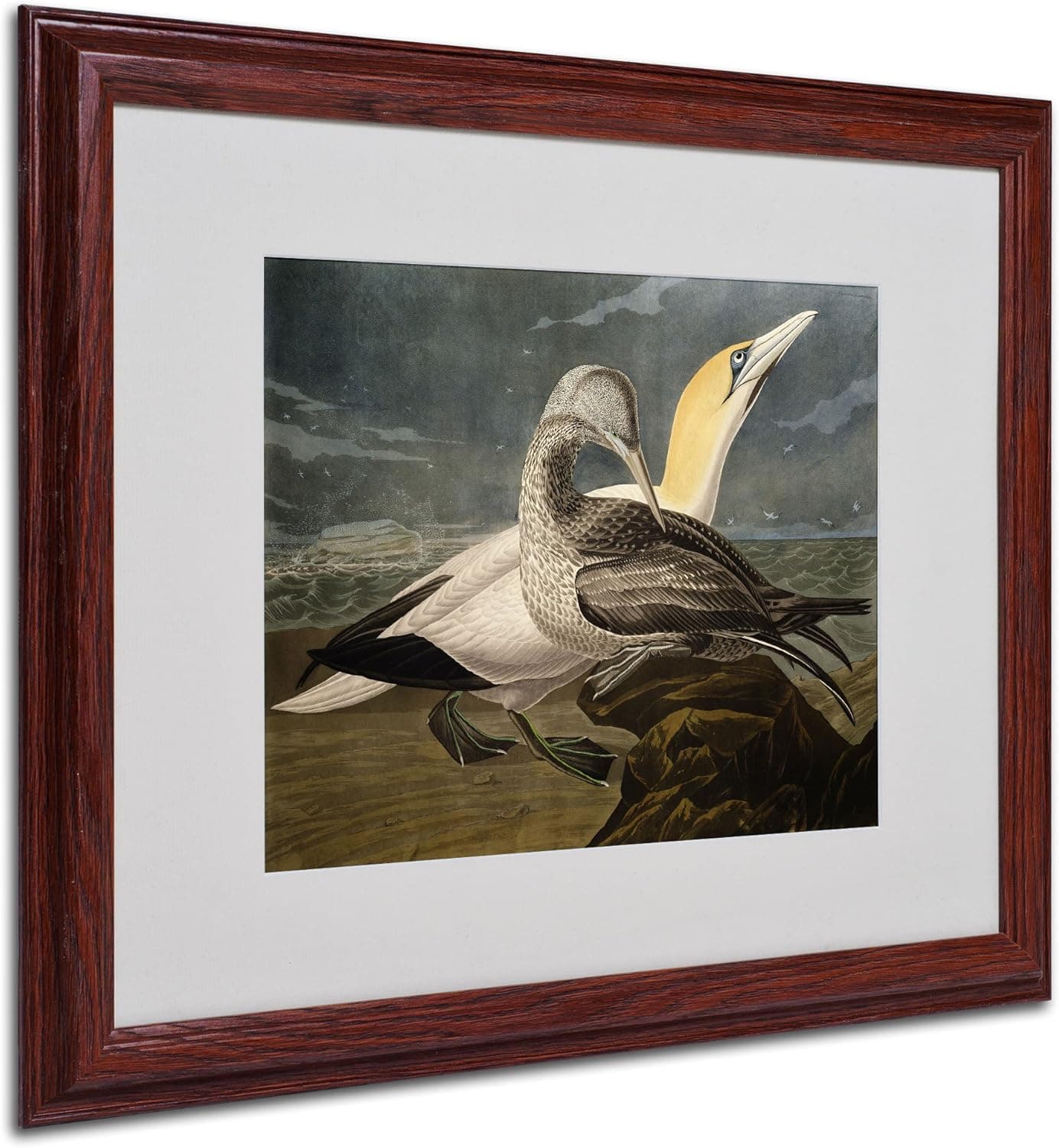 Gannets Matted Artwork by John James Audubon with Wood Frame, 16 by 20-Inch
