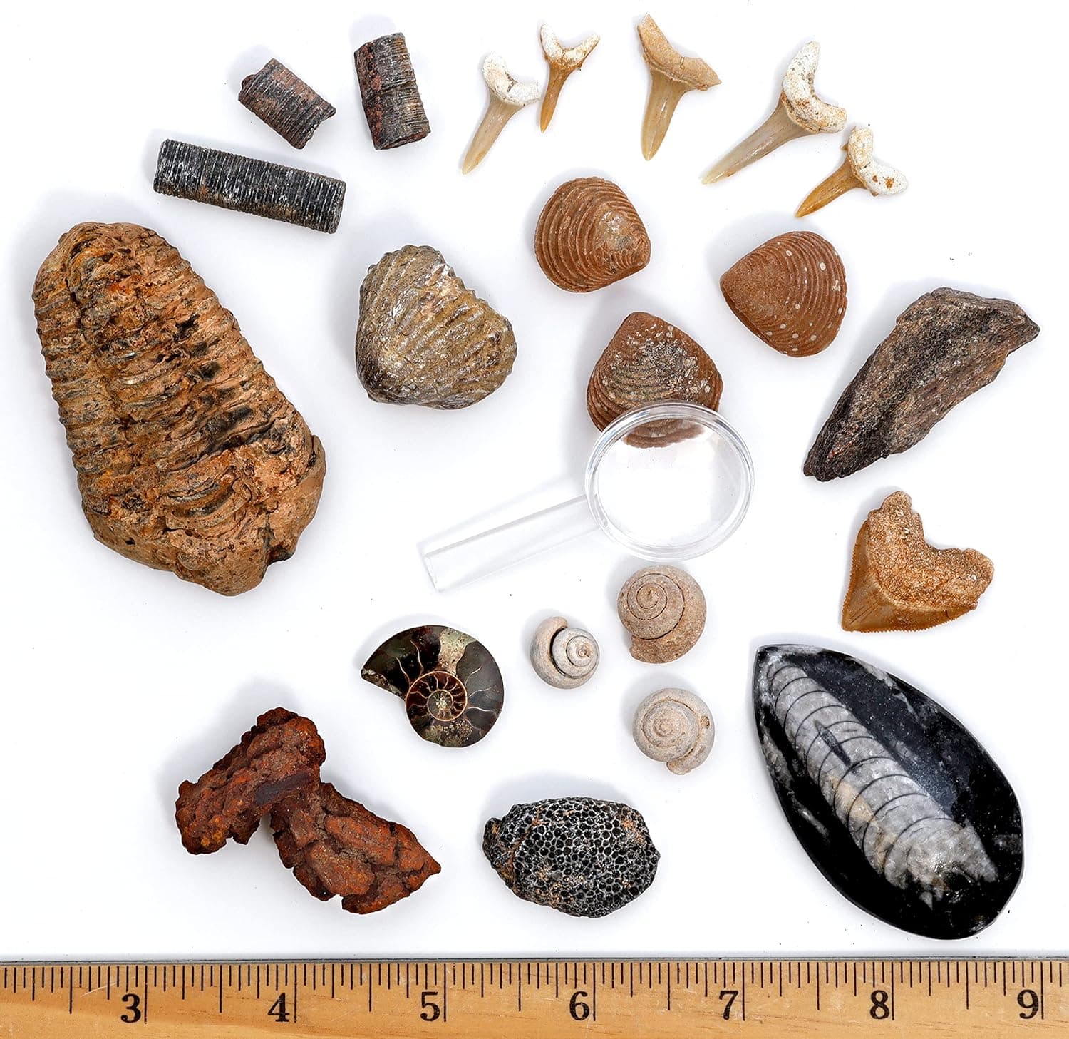 DANCING BEAR FOSSIL COLLECTION Kit (12 Different Types of Specimens): Trilobite, Dinosaur Bone, Shark teeth, Coprolite (fossilized Turtle Poop) Fossil ID Book, Magnifying Glass, STEM Science Set, Made in the USA