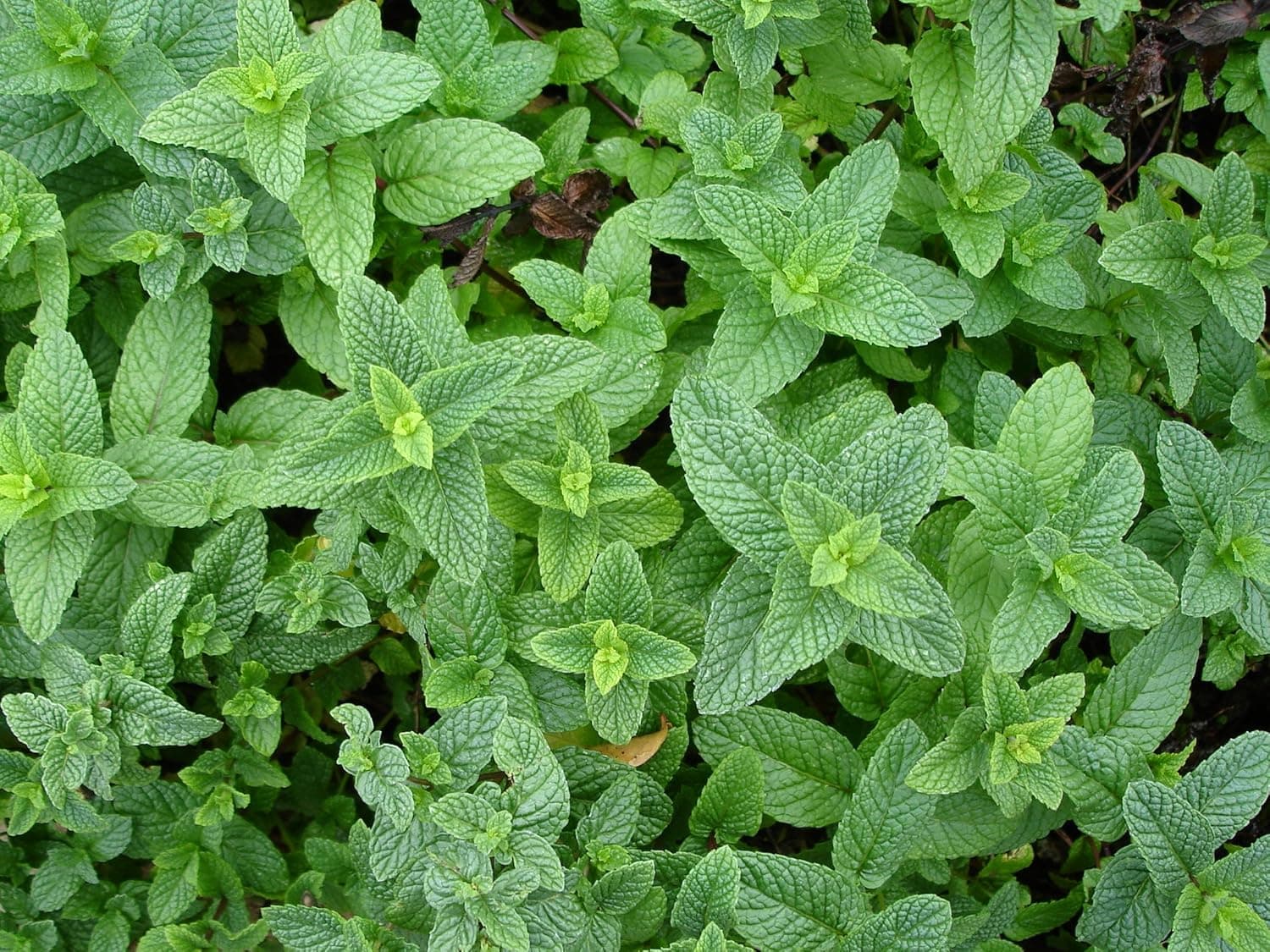 Mexican Oregano 25 Seeds (Lippia Graviolens)