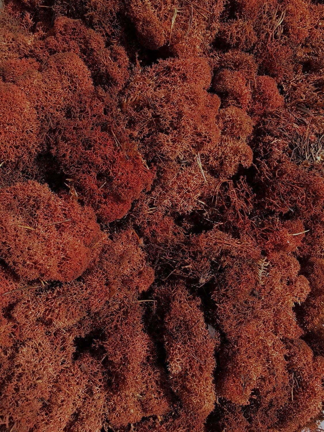 WWS Brown Lichen / Model Moss 60g