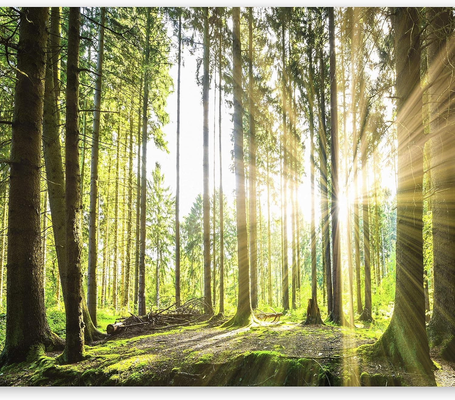 artgeist Wall Mural Forest 154x110 in - Peel and Stick Self-Adhesive Wallpaper Removable Large Sticker Foil Wall Decor Print Picture Image Design Landscape Nature Tree Sun c-B-0098-a-b