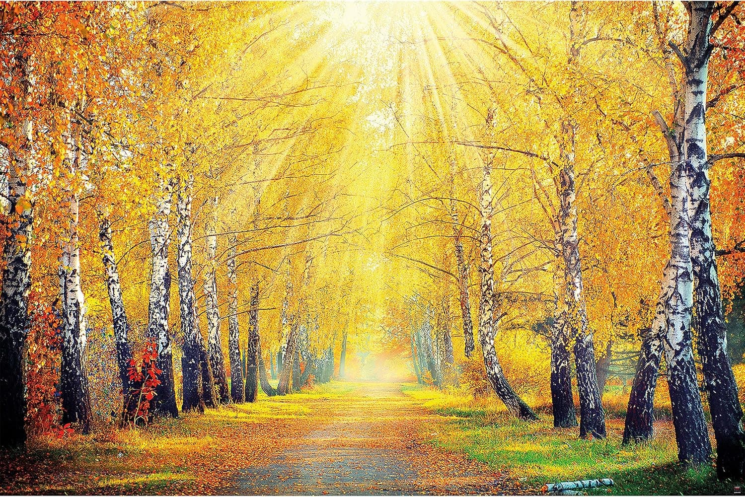 Poster – Golden Autumn – Picture Decoration Birch Forest Nature Landscape Tree Avenue Yellow Treetops Sun Seasons Park Forest Image Photo Decor Wall Mural (55x39.4in - 140x100cm)