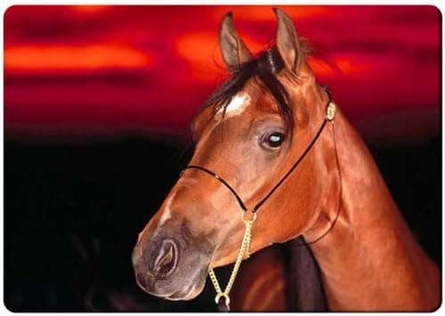 Horse close up face fridge magnet