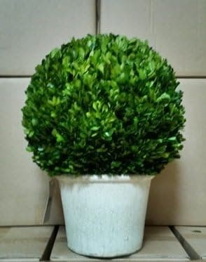 Tradingsmith Preserved Boxwood Ball on Pot - 27"