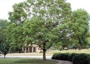 Chinese Pistache Tree