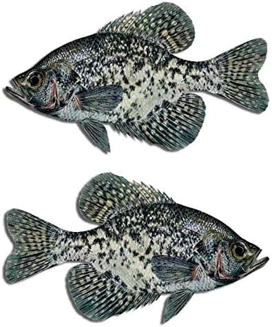 Black Crappie Fish Decal Set Boat Fishing Truck Car Window Stickers