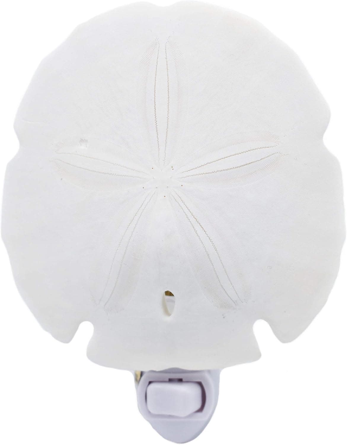 Florida Shells and Gifts Inc. Seashell Night Light Real White Sand Dollar Beach Decor w. On/Off Switch Beautiful Coastal Cottage
