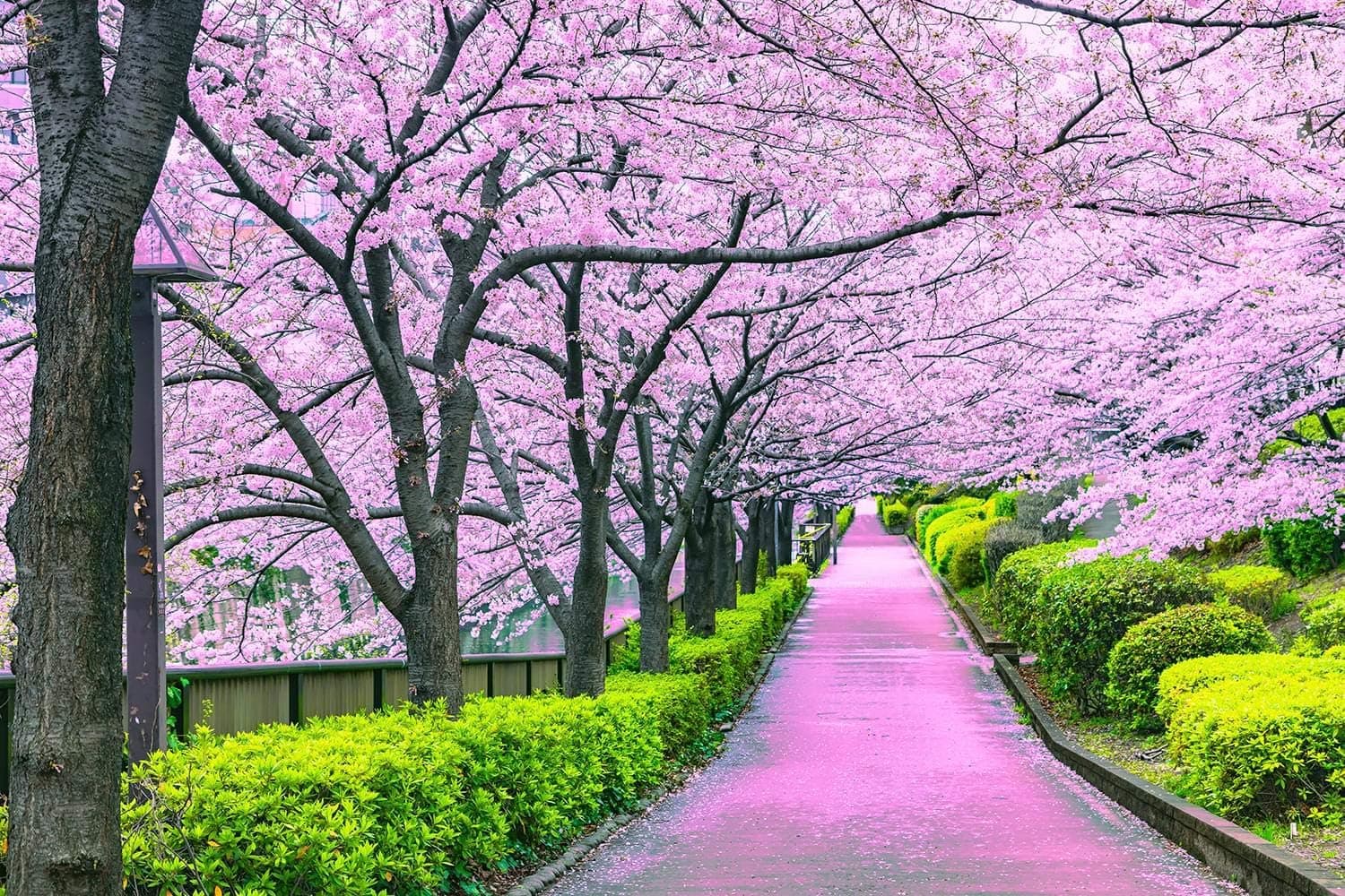 Cherry Blossom Bliss Tokyo, Japan Puzzle for Adults and Kids | Difficult 1000 Piece Jigsaw Puzzle Toy | Fun Quarantine Gift | Interactive Brain Teaser Challenge for Game Night
